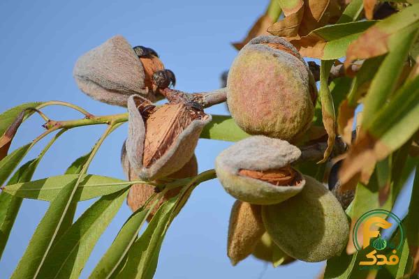 خرید و قیمت روز بادام شیرین پسته ای